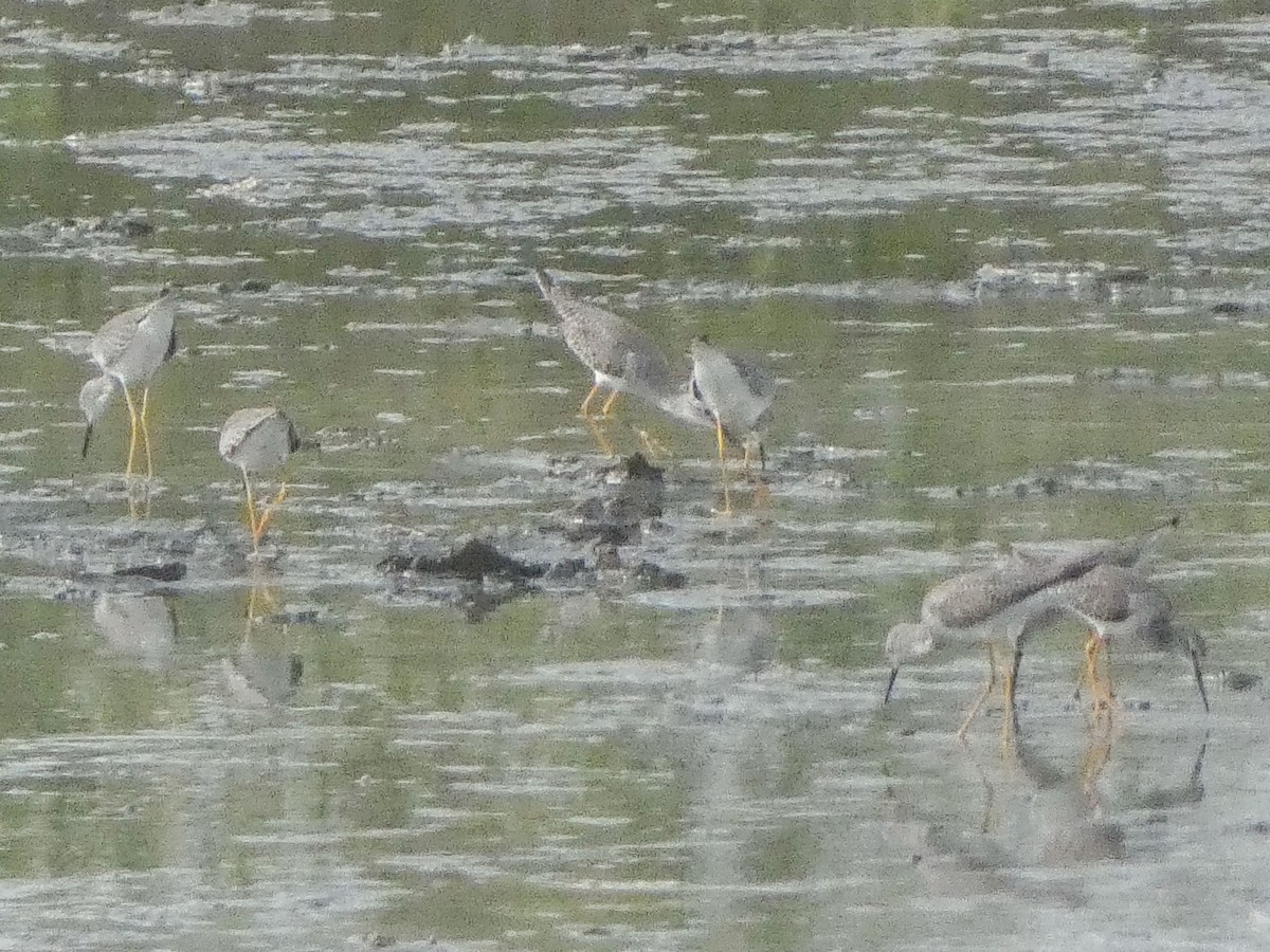 Lesser Yellowlegs - ML614957249