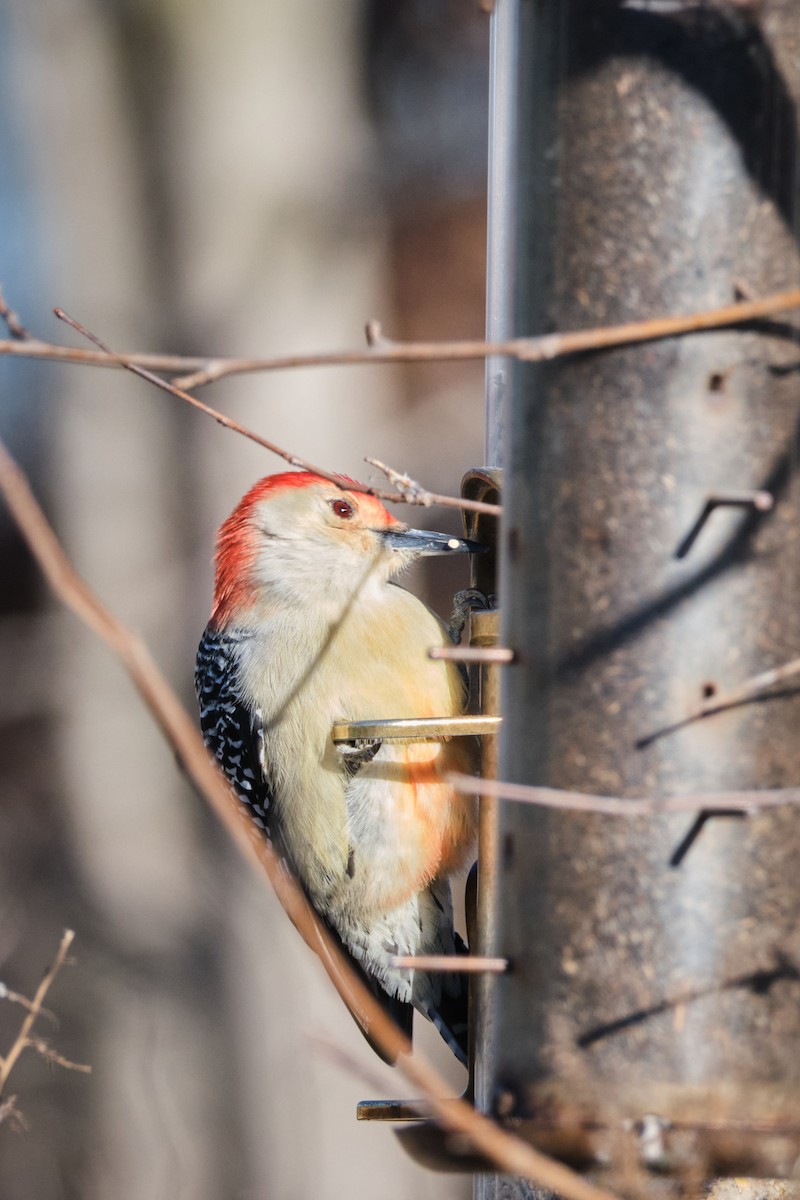 Red-bellied Woodpecker - ML614957251