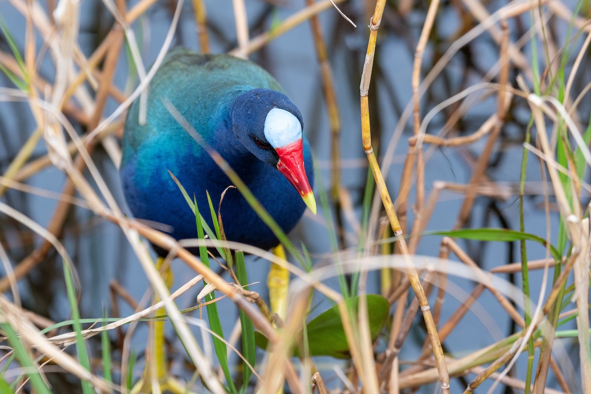 Purple Gallinule - ML614957252