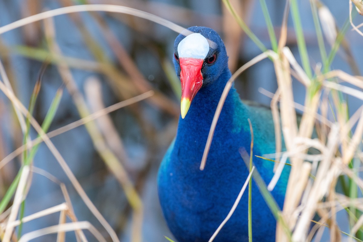 Purple Gallinule - ML614957253