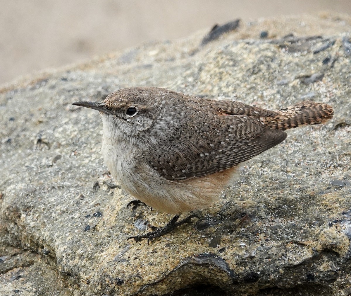 Rock Wren - ML614957255