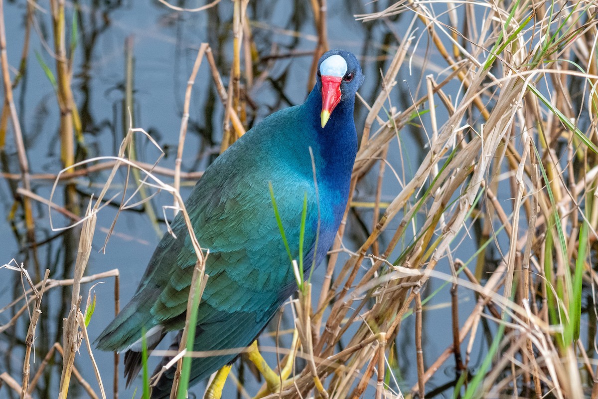 Purple Gallinule - ML614957258