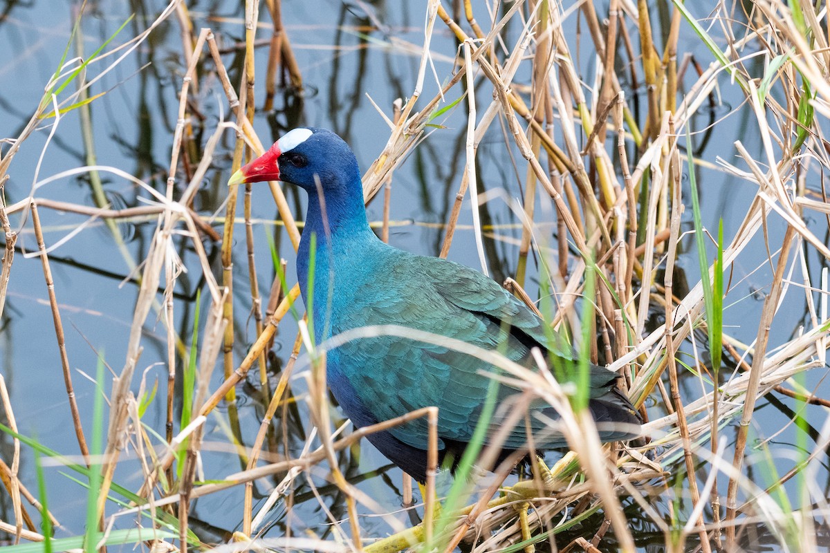 Purple Gallinule - ML614957259