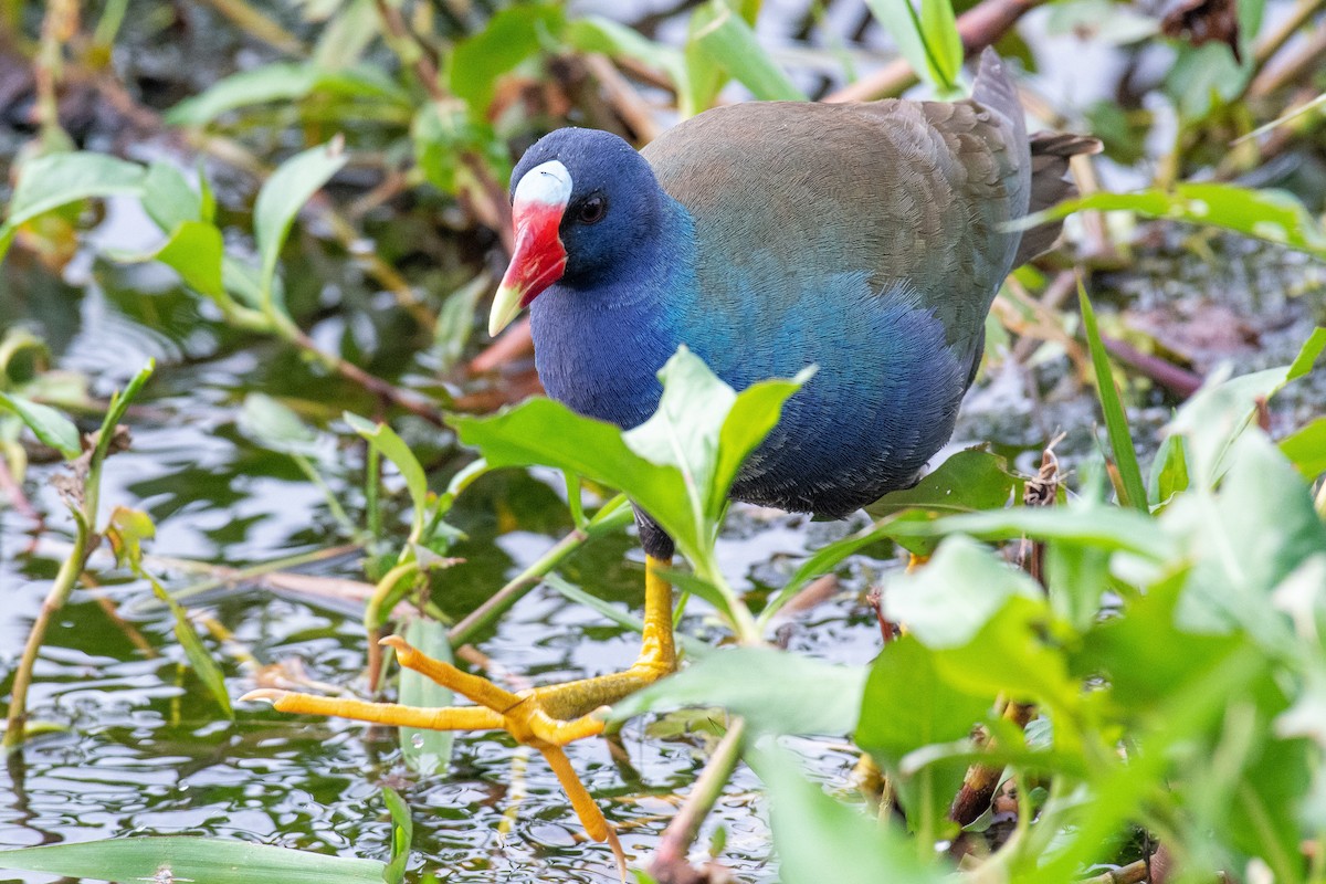 Purple Gallinule - ML614957261