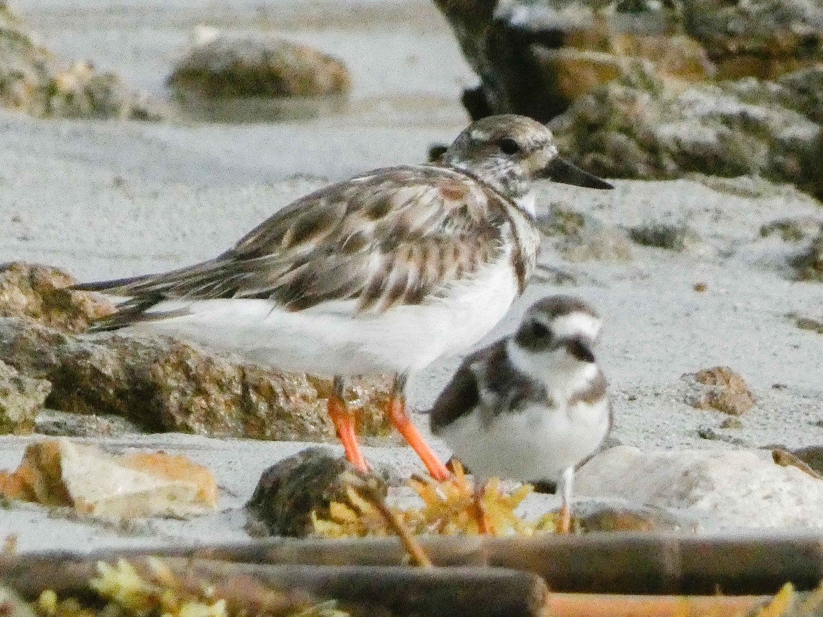 Ruddy Turnstone - ML614957267