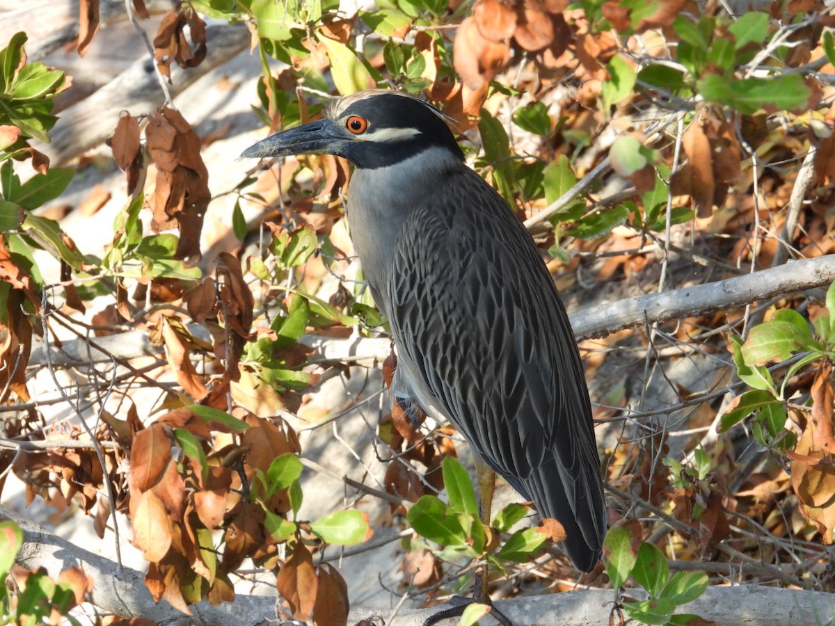 Yellow-crowned Night Heron - ML614957270