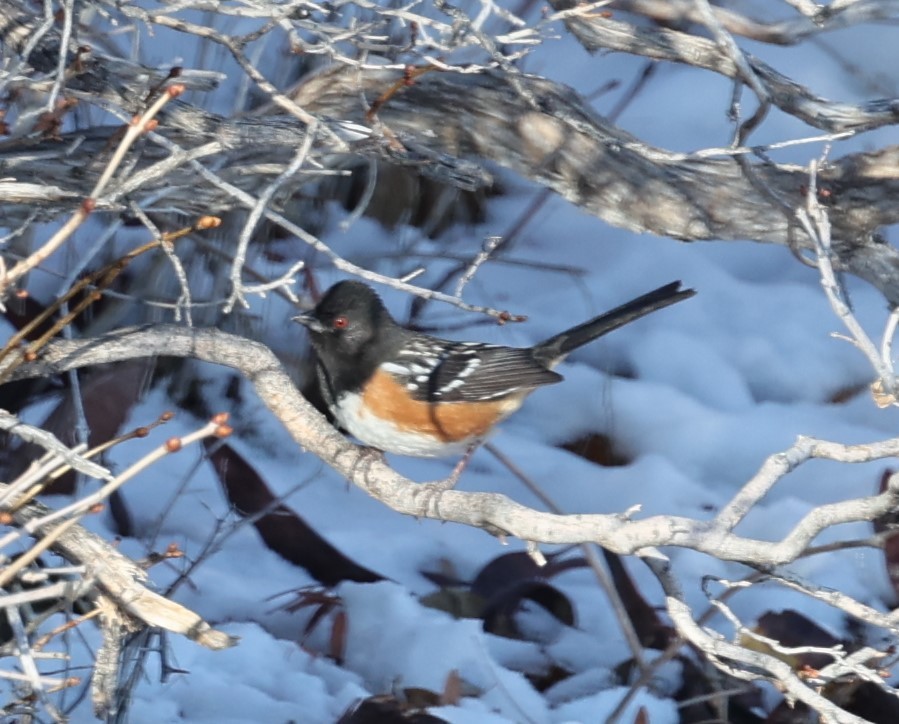 Spotted Towhee - David Cunningham