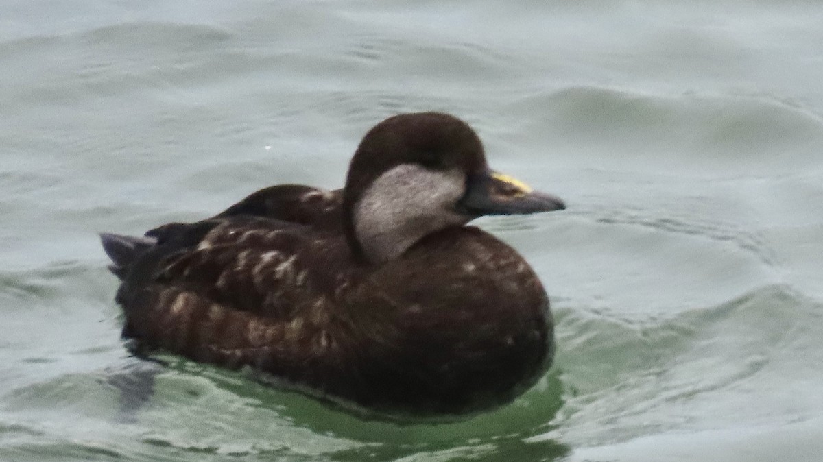 Black Scoter - ML614957290