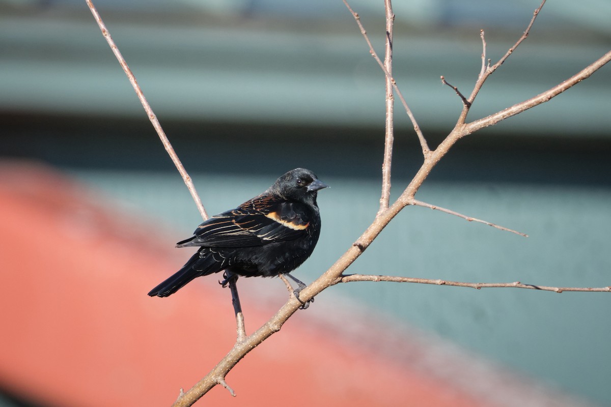 Red-winged Blackbird - ML614957296