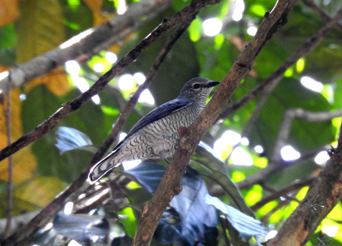 Lesser Cuckooshrike - YM Liew