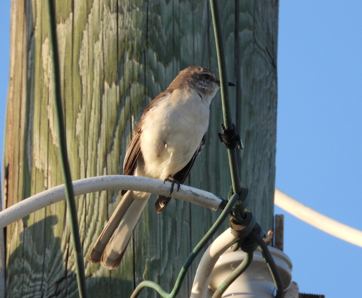 Northern Mockingbird - ML614957326