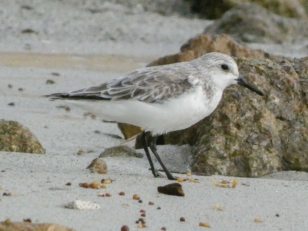 Sanderling - ML614957327