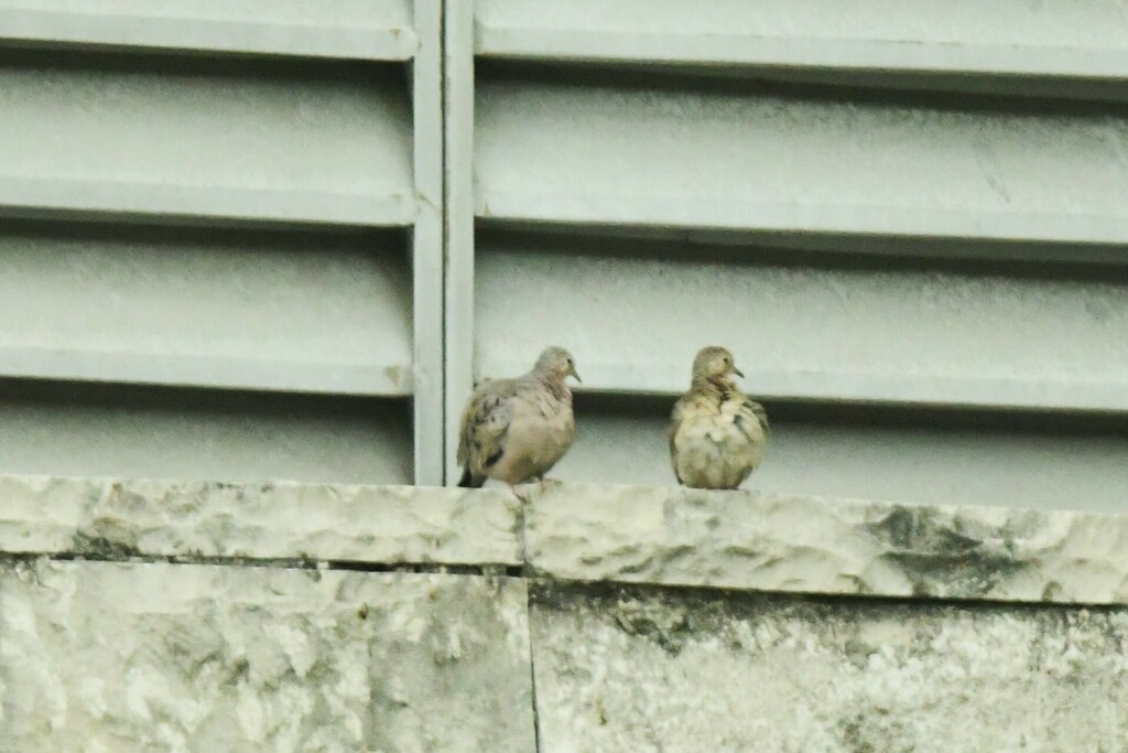 Ecuadorian Ground Dove - ML614957346