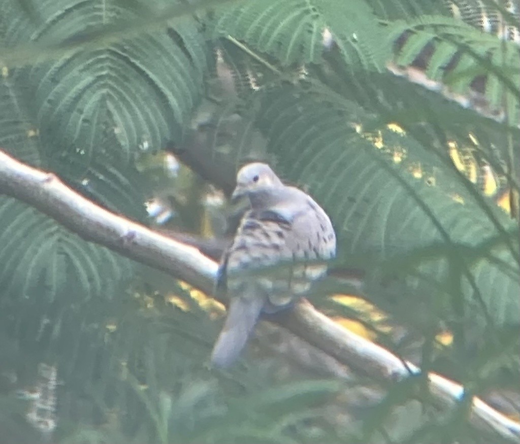 Ecuadorian Ground Dove - ML614957347