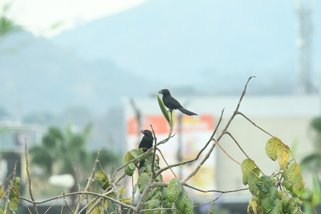 Smooth-billed Ani - Hannah Girgente