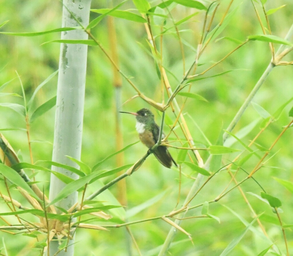 Amazilia Hummingbird (White-throated) - ML614957361