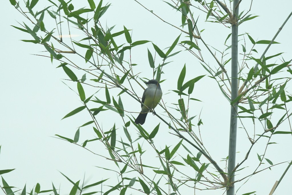 Snowy-throated Kingbird - ML614957371