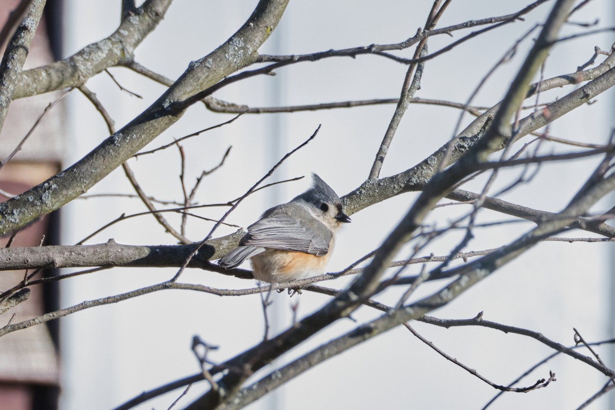 Tufted Titmouse - ML614957391