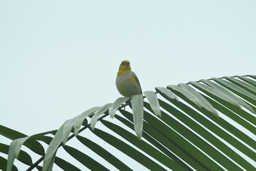 Saffron Finch (Saffron) - Hannah Girgente