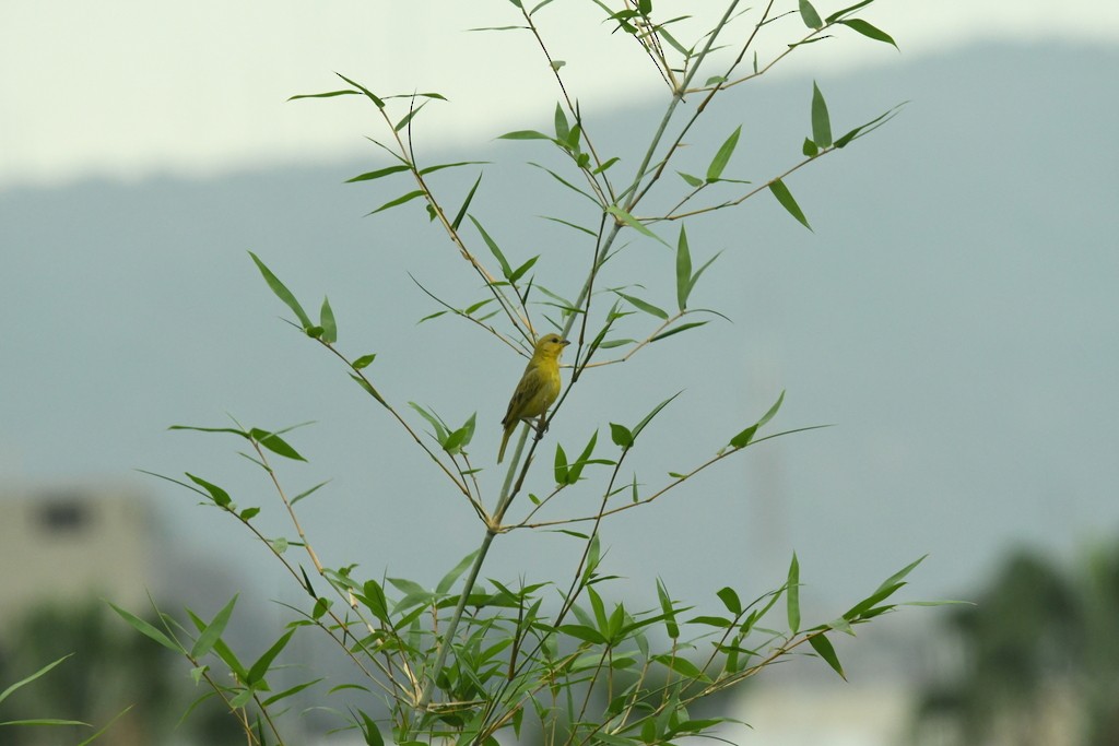 Saffron Finch (Saffron) - ML614957393