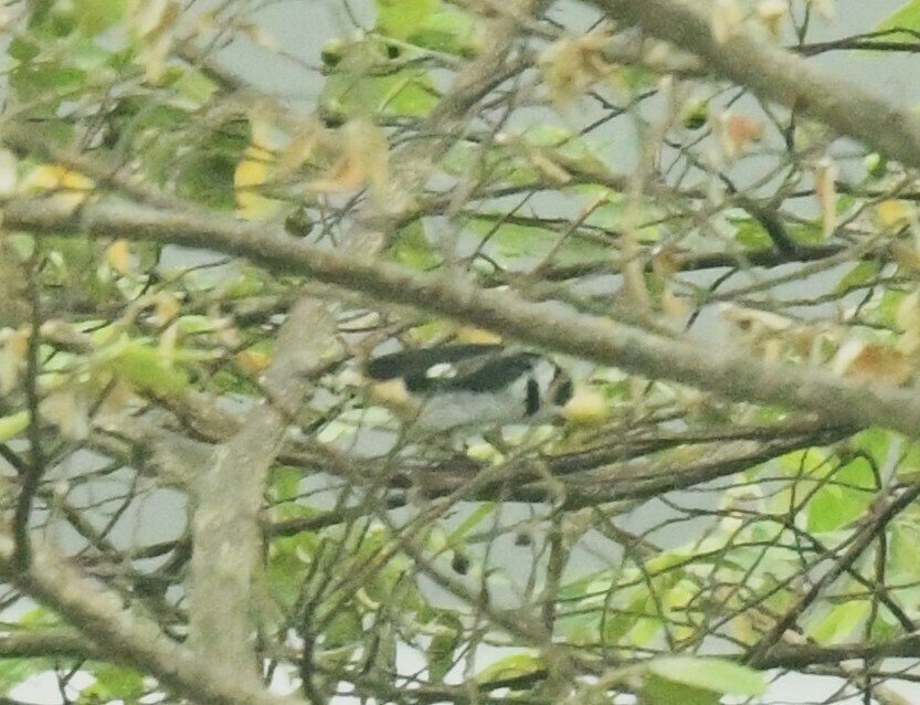 Variable Seedeater (Variable) - Hannah Girgente