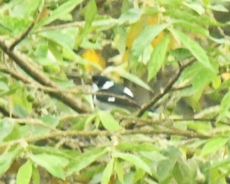 Variable Seedeater (Variable) - Hannah Girgente