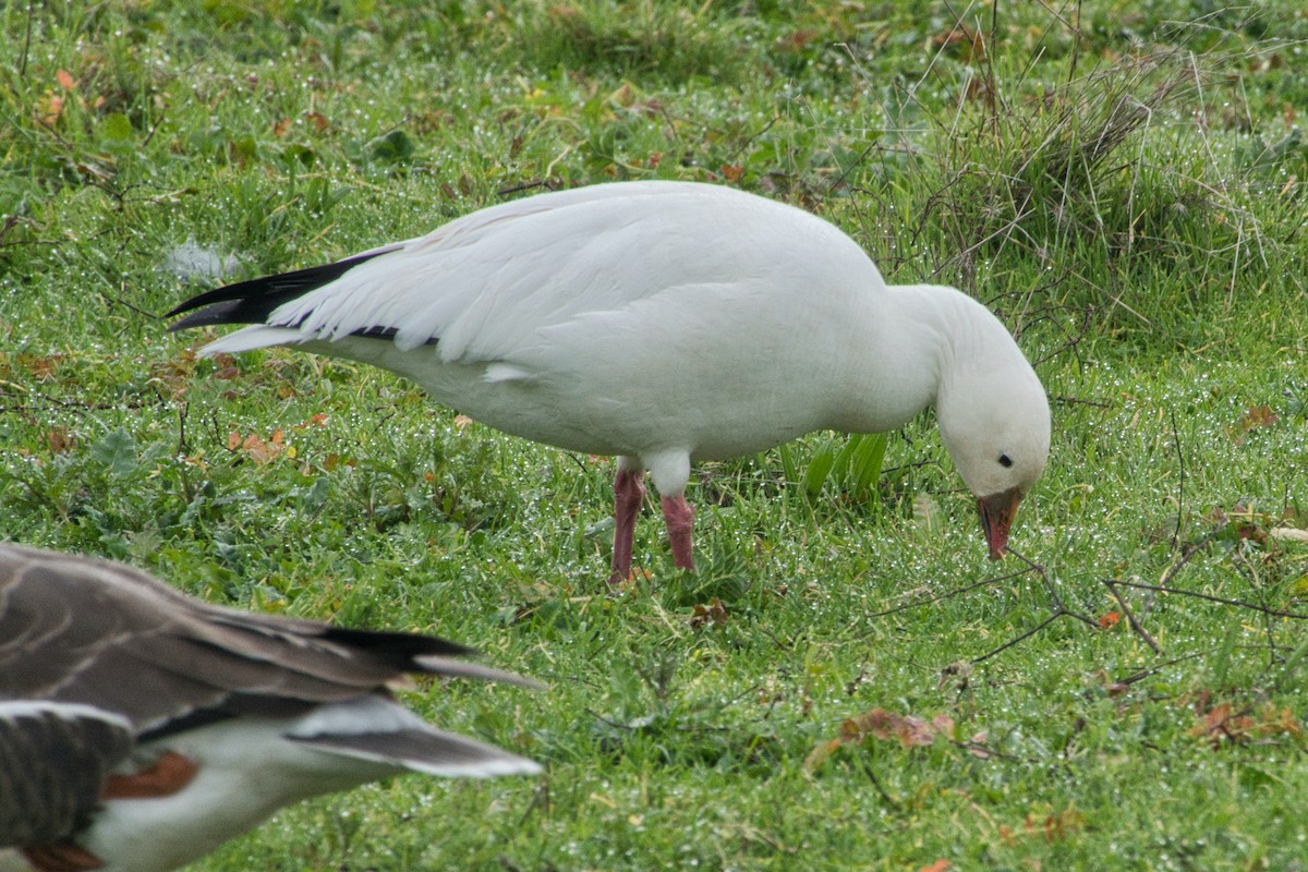 Snow Goose - Larry Jordan