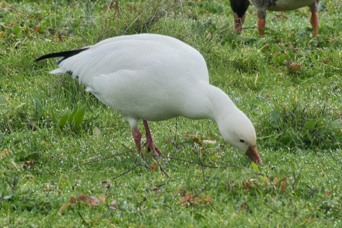 Snow Goose - Larry Jordan