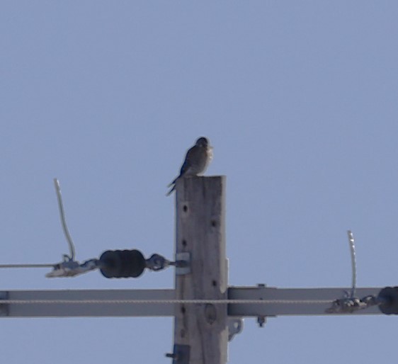 American Kestrel (Northern) - David Cunningham