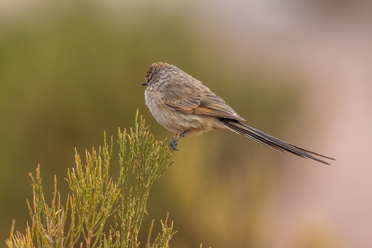 Plain-mantled Tit-Spinetail - ML614957539