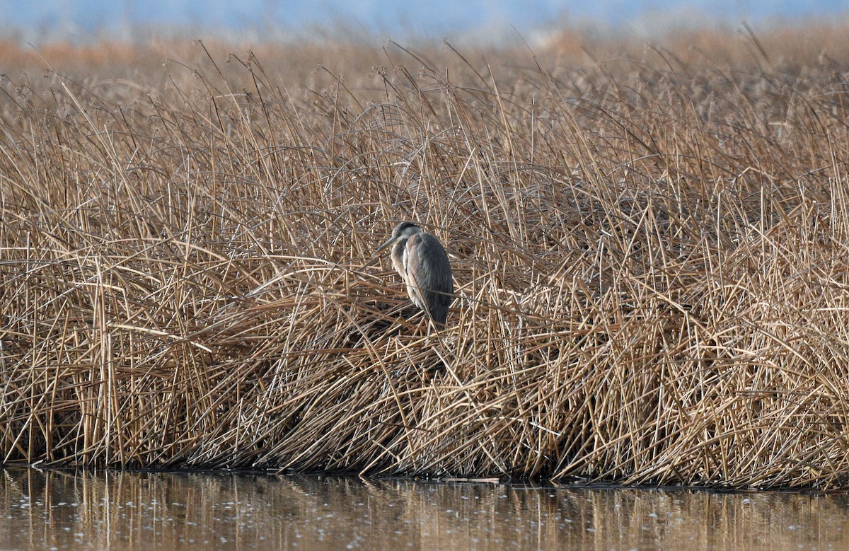 Great Blue Heron - ML614957559