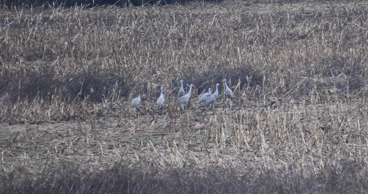 Sandhill Crane - Duncan  Fraser