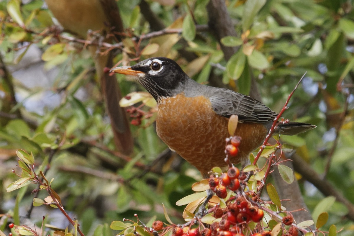 American Robin - ML614957580