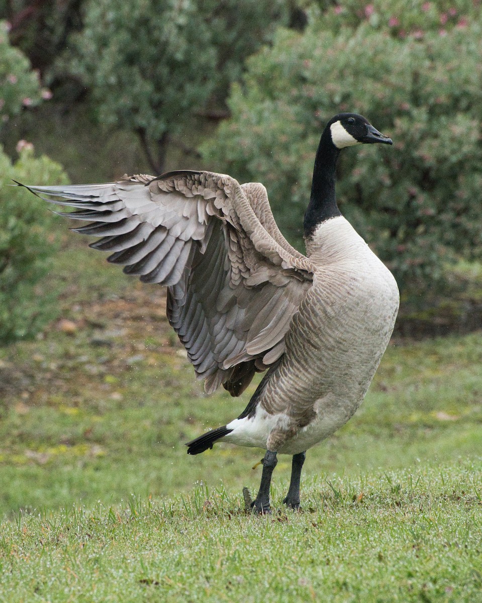 Canada Goose - Larry Jordan