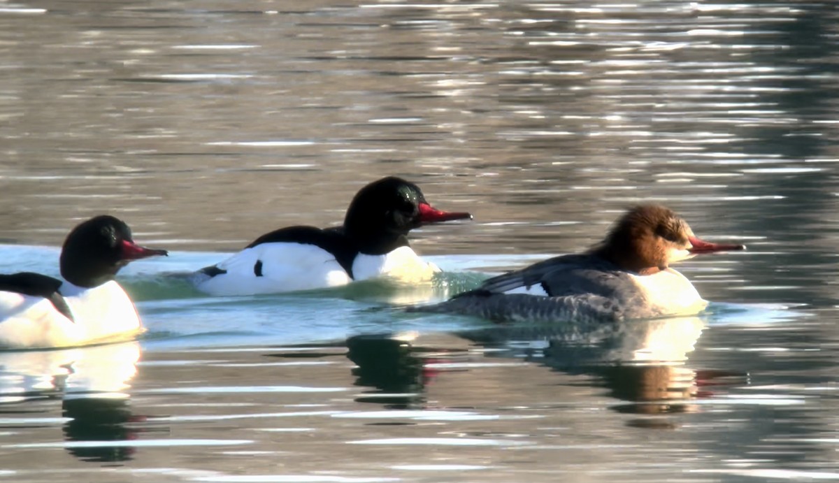 Common Merganser - Daniel Casey