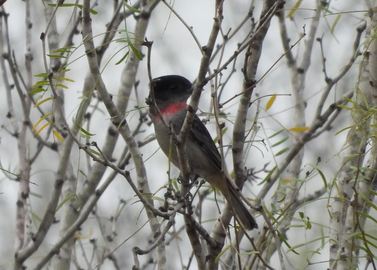 Rose-throated Becard - ML614957619