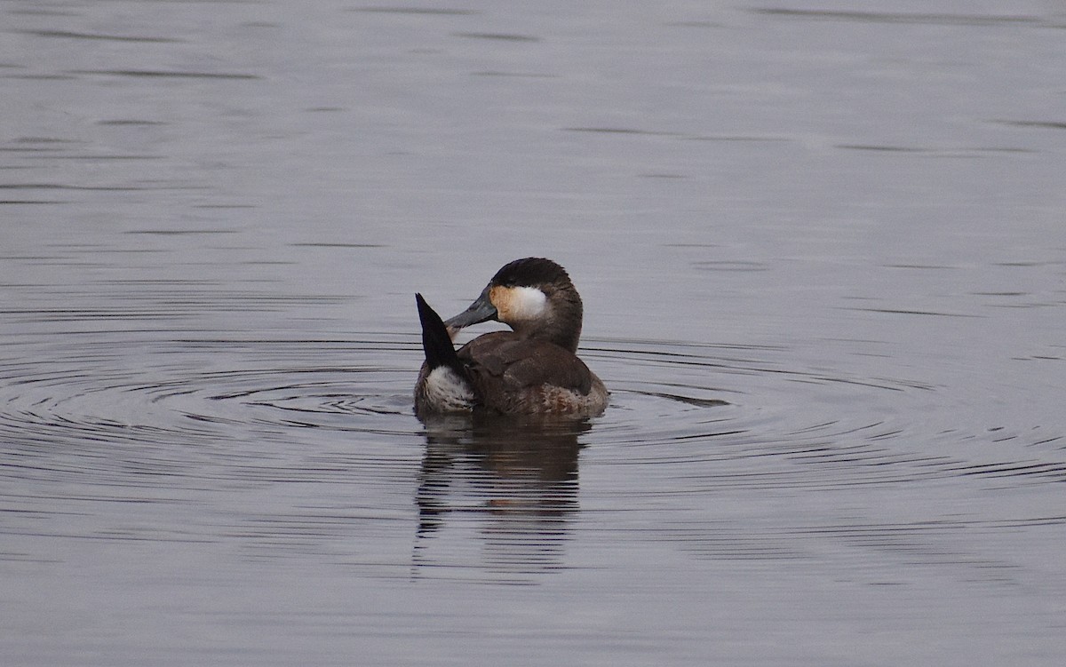 Ruddy Duck - ML614957636