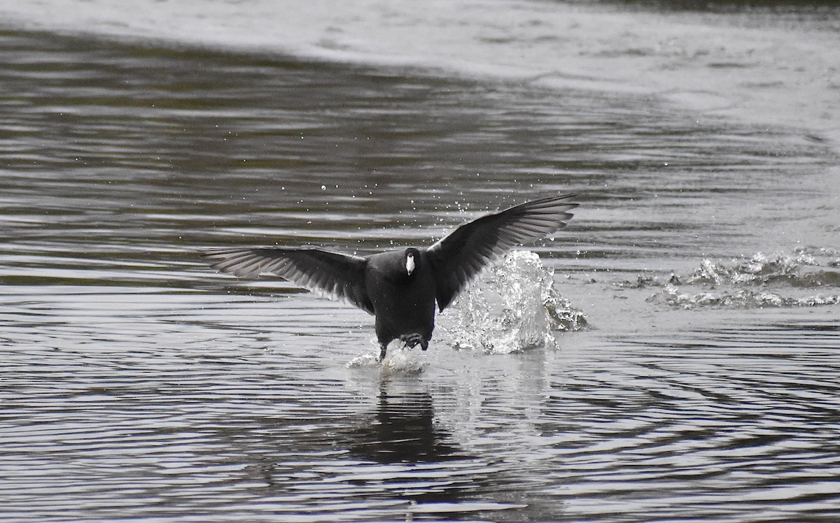 American Coot - Ken Steffenson