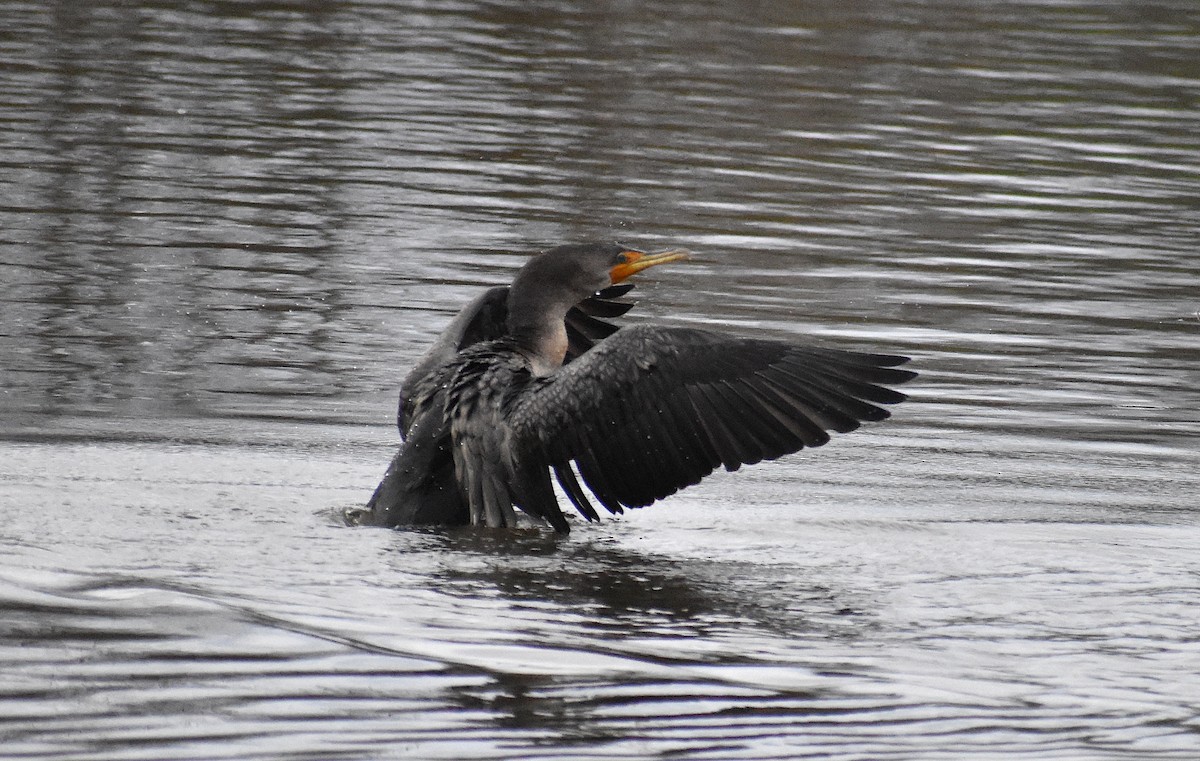 Double-crested Cormorant - ML614957667