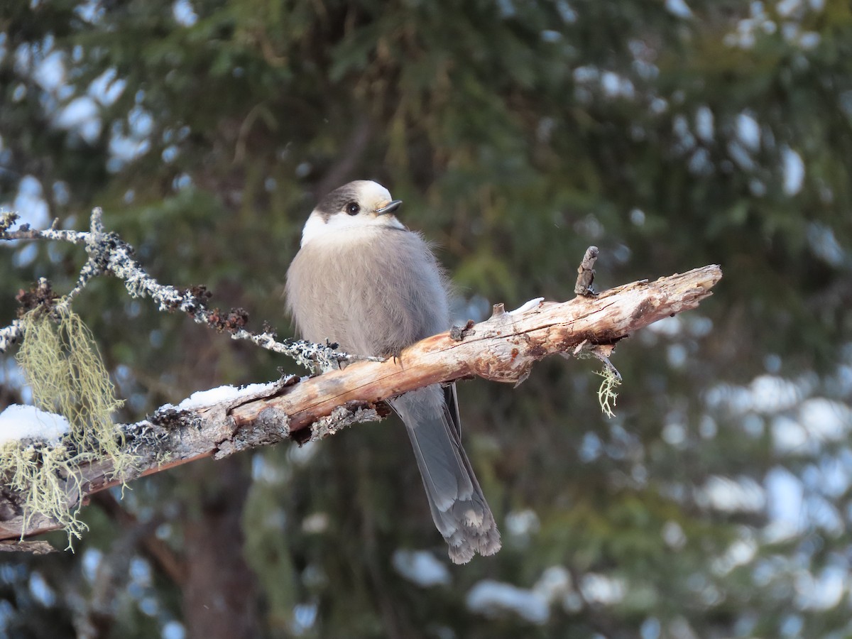 Canada Jay - Daisy Paul