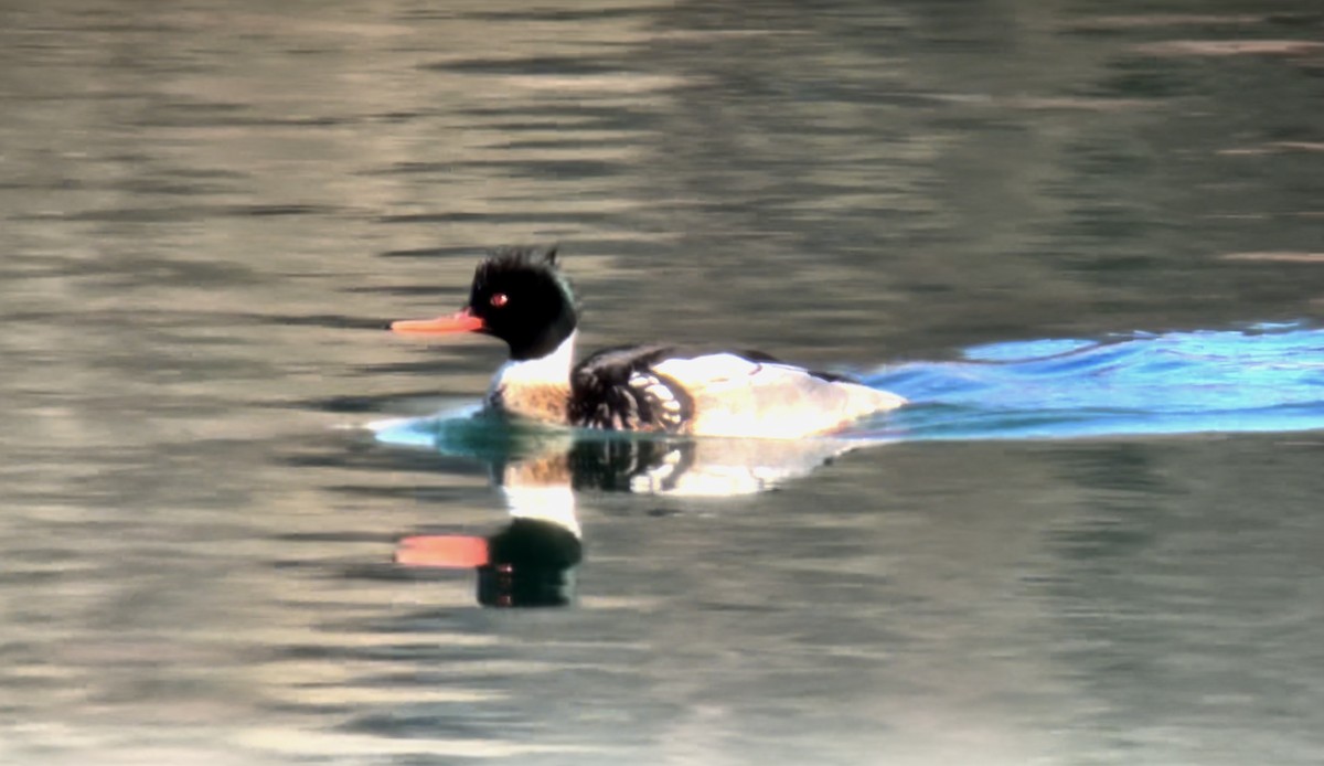 Red-breasted Merganser - ML614957699