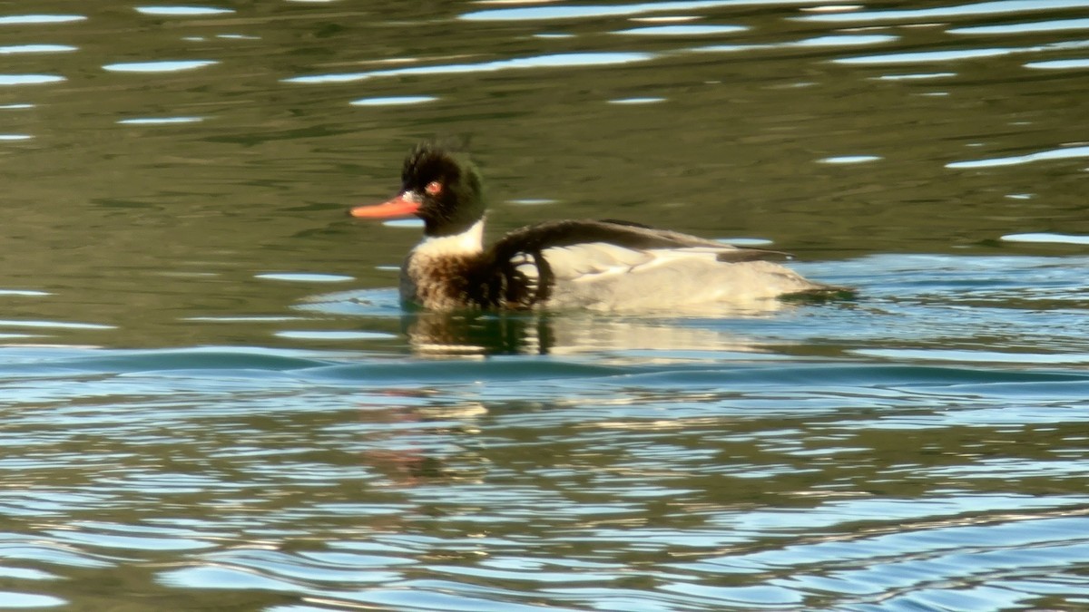 紅胸秋沙 - ML614957700