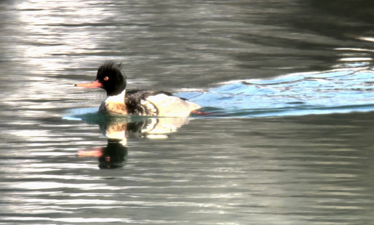 Сэвгэр бохио - ML614957701