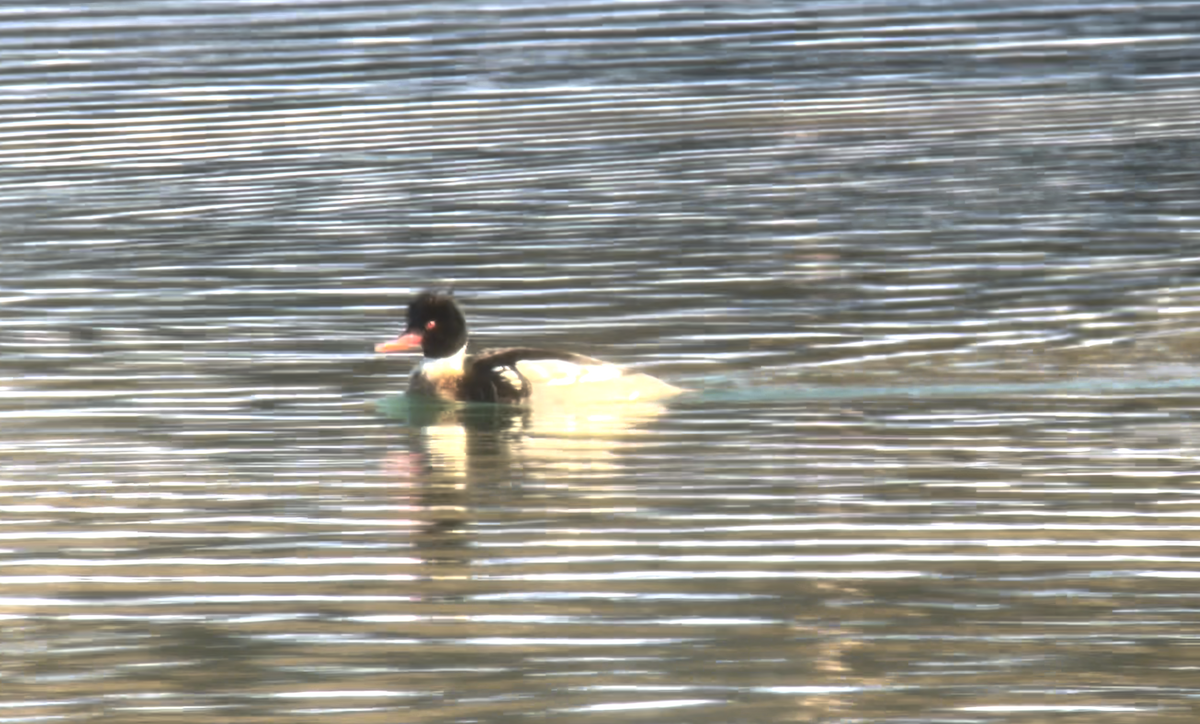 Сэвгэр бохио - ML614957702