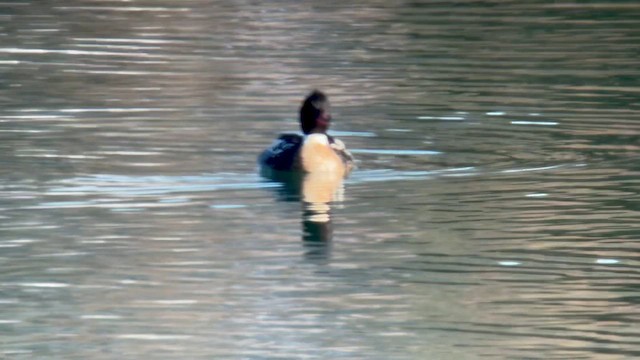 Red-breasted Merganser - ML614957703