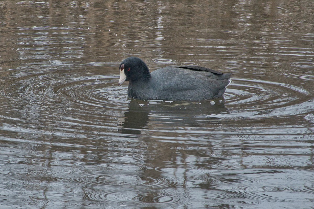 American Coot - ML614957706