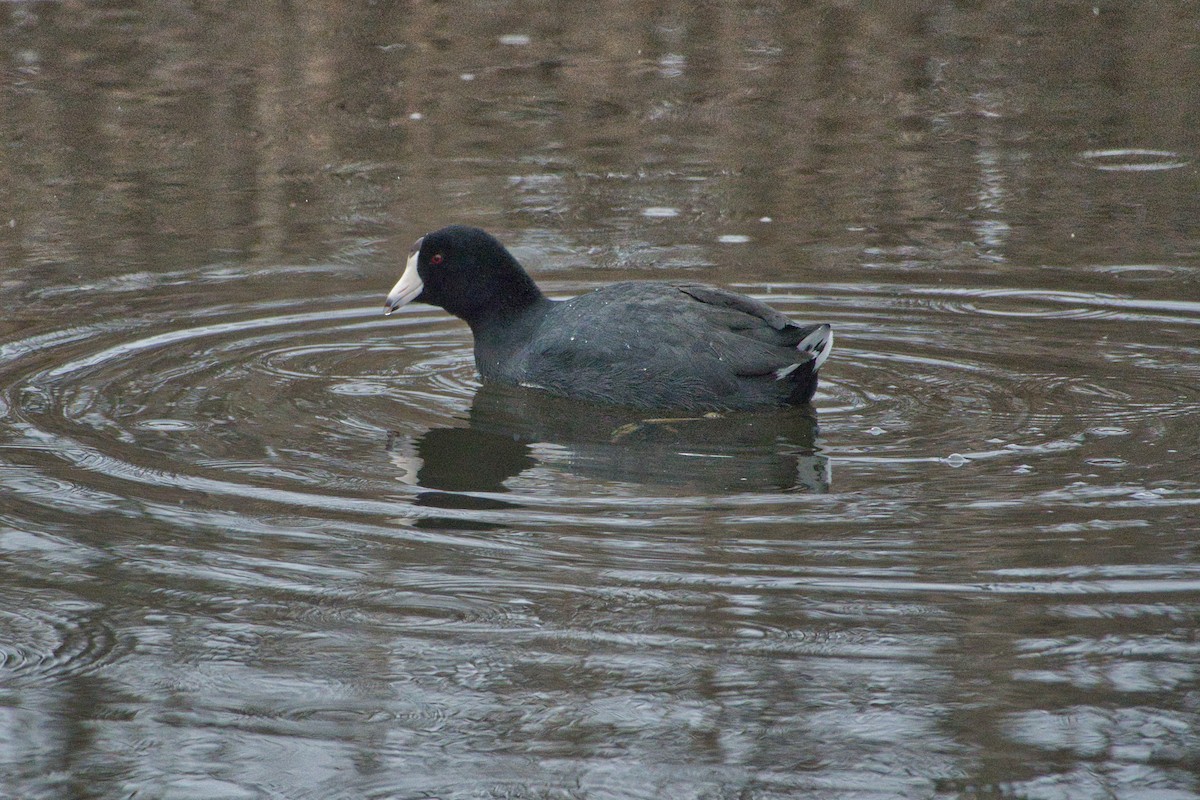 American Coot - ML614957707