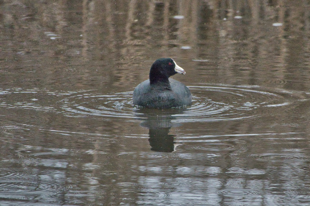 American Coot - ML614957708