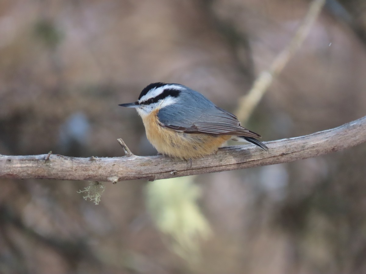 Red-breasted Nuthatch - Daisy Paul