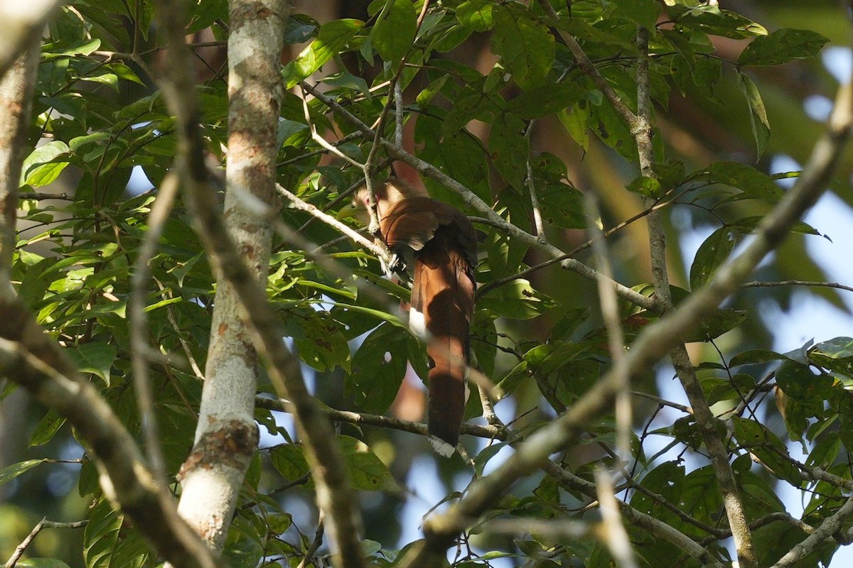 Squirrel Cuckoo - Jorge Claudio Schlemmer